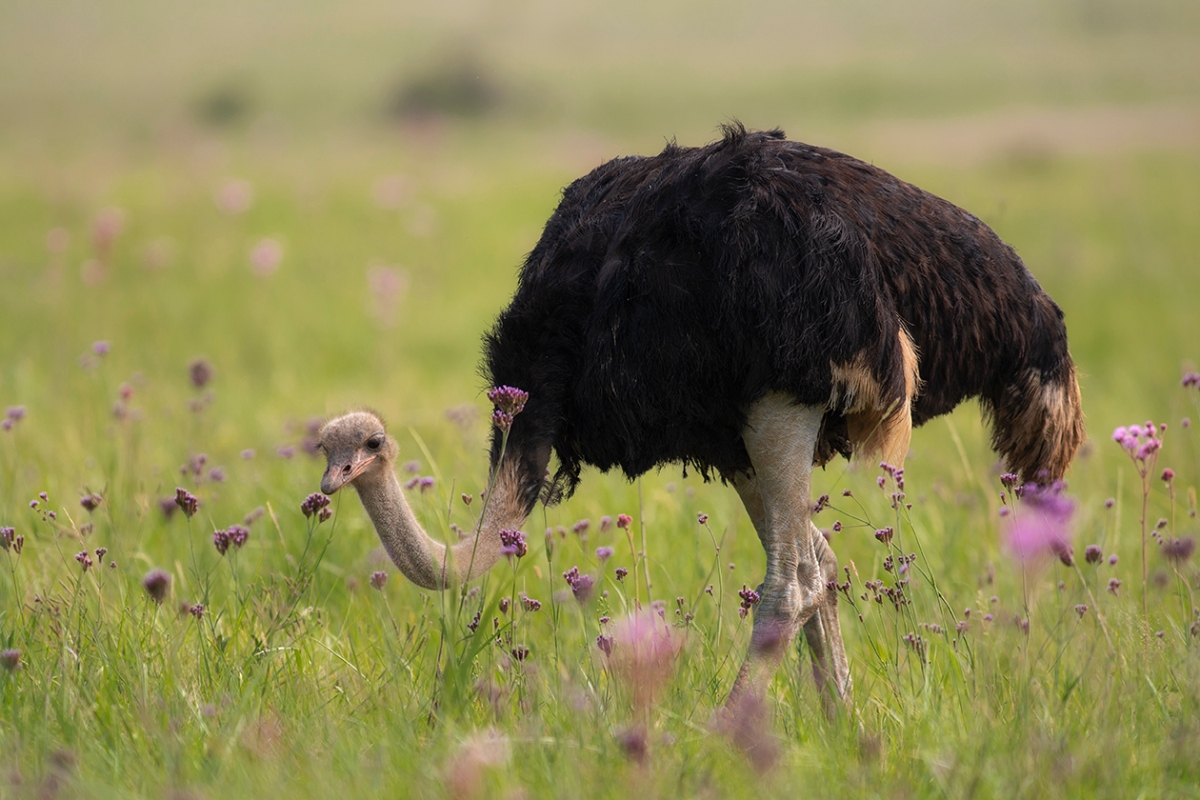 Ostrich in a field with purple flowers